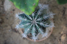 Cactus On A Green Background