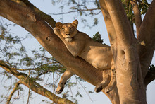 Tree Climbing Lion Resting Lioness