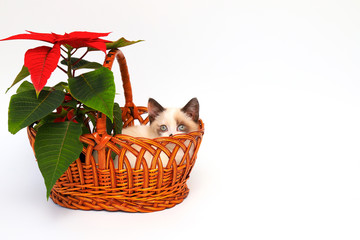 Cute white kitten with brown ears, British Shorthair, peeps out an orange basket with  red flower on a white background, isolate. Little beautiful cat with blue eyes. Charming pet.