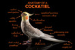 Meme, Anatomy Of A Cockatiel, sarcastic funny bird memes