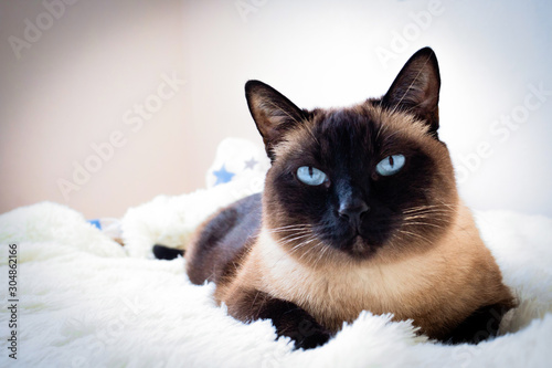Cuadros en Lienzo Portrait of a Siamese cat on a sofa at home