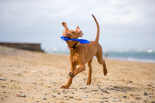 Vizsla Puppy Playing On The Beach