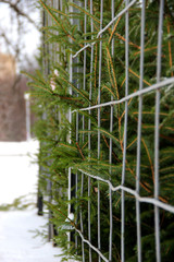  The branches of Christmas trees make the way cross the fence. Christmas tree market on the street winter day. Selling, buying Christmas trees. Eco-Friendly. Environmentally friendly. Greenpeace.