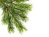 Fototapeta  - Fir tree branch isolated. Pine branch. Christmas fir.