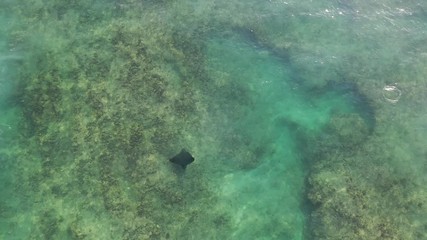 Wall Mural - Aerial video of Eagle Ray feeding on coral reef 