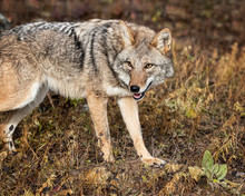 Coyote In Fall Colors In Montana, USA