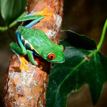 Red-eye Tree Frog  Agalychnis Callidryas In Terrarium