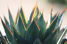 Close Up Of Blue Glow Agave
