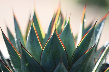 Wall Mural - close up of blue glow agave