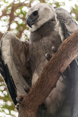 Poster - Harpy eagle