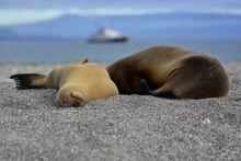 Sleepy Sea Lions - Galapagos
