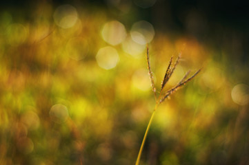 Wall Mural - Close up view of nature in morning light moment