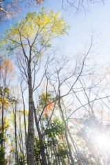 Wall Mural - Bright spring forest at sunrise.