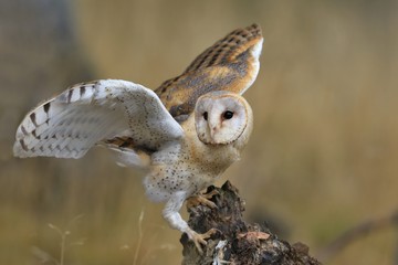 magnificent barn owl perched on a stump in the forest (tyto alba) . western barn owl in the nature h