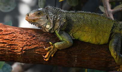 Poster - Iguane