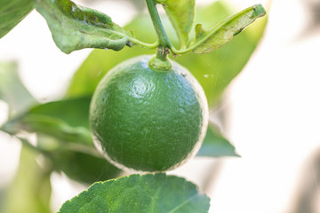 Wall Mural - Fresh green lime and leaf.