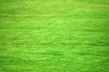 Abstract of Nature Green grass field texture background 