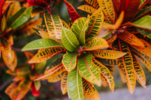 Colorful Croton Leaves Background.  Codiaeum Variegatum. Beautiful Natural Backdrop With Croton Plant At Tropical Park. Close Up Of Vibrant Croton Leaf