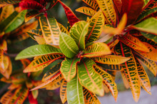 Colorful Croton Leaves Background.  Codiaeum Variegatum. Beautiful Natural Backdrop With Croton Plant At Tropical Park. Close Up Of Vibrant Croton Leaf