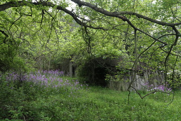 Wall Mural - Nature Hike in Forest