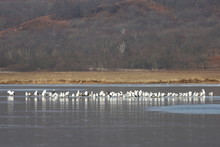 Many Seagulls Sitting On Frozen Lake Surface On Blurred Background Of Coast With Autumn Colored Grass And Trees.