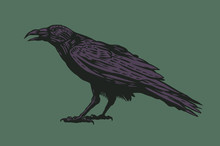 Black Raven. Vector Illustration