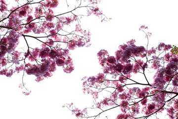 Wall Mural - Pink trumpet flower with copy space on white background. Tabebuia rosea