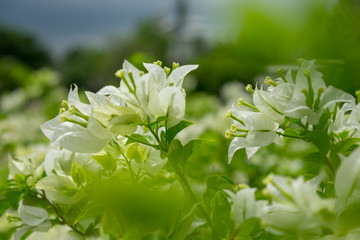 Wall Mural - White Paper flower and blurred background image. (Bougainvillea hybrid)