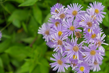 Wall Mural - Purple daisy and green leaf in garden. (Brachycome multifida  DC.)