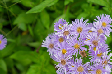 Wall Mural - Purple daisy and green leaf in garden. (Brachycome multifida  DC.)