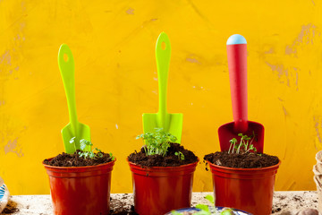 Work in the garden, planting pots close up