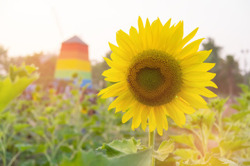 Wall Mural - One sunflower and the back is a colorful tower.