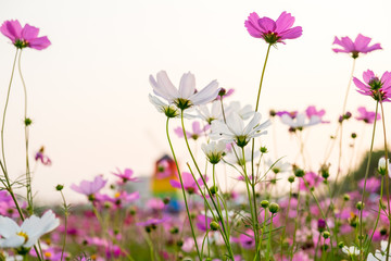 Wall Mural - cosmos flower and white sky in twilight,pink and whtie cosmos. Cosmos bipinnatus.