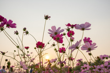 Wall Mural - cosmos flower and white sky in twilight,pink and whtie cosmos. Cosmos bipinnatus.