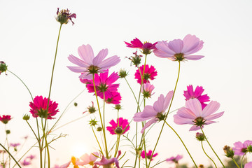 cosmos flower and white sky in twilight,pink and whtie cosmos. cosmos bipinnatus.