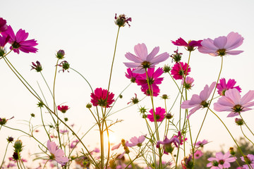 Wall Mural - cosmos flower and white sky in twilight,pink and whtie cosmos. Cosmos bipinnatus.