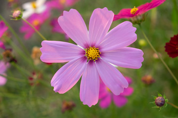 Wall Mural - Pink cosmos flower with blurred background. (Cosmos bipinnatus)