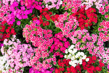 Wall Mural - background flower Planted in the garden.