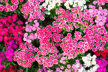 Wall Mural - background flower Planted in the garden.