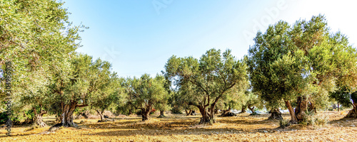 Fotomural Olivenbaumhain, Olivenbäume (Olea europaea)