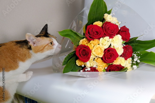 猫と花束 Stock Photo Adobe Stock