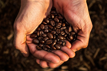 Coffee farmer holding roasted coffee beans close up