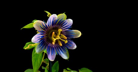 Wall Mural - The opening and closing of Passiflora flower on black background