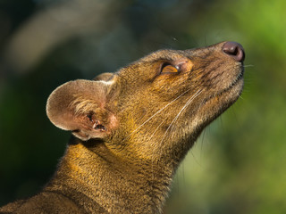 Canvas Print - Fossa