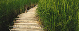 Fototapeta  - walkway in paddy field