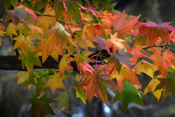 Beautiful yellow and red maple leaves on tree in fall season. Autumn leaves dyed in beautiful colors.