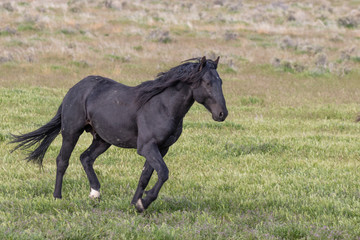 Sticker - Beautiful Wild Horse in Spring in Utah