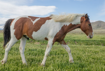 Wall Mural - Beautiful Wild Horse in Spring in Utah