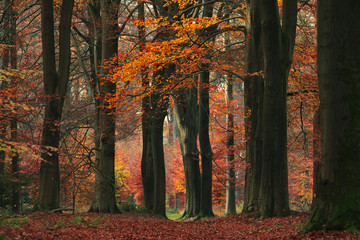 Red and orange colored leaves in autumn woods.