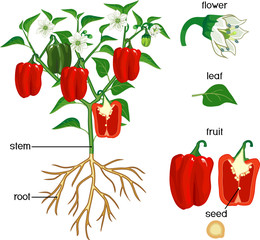 Sticker - Parts of plant. Morphology of pepper plant with green leaves, red fruits, flowers and root system isolated on white background
